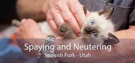 neutering traducción|Neutering in Spanish .